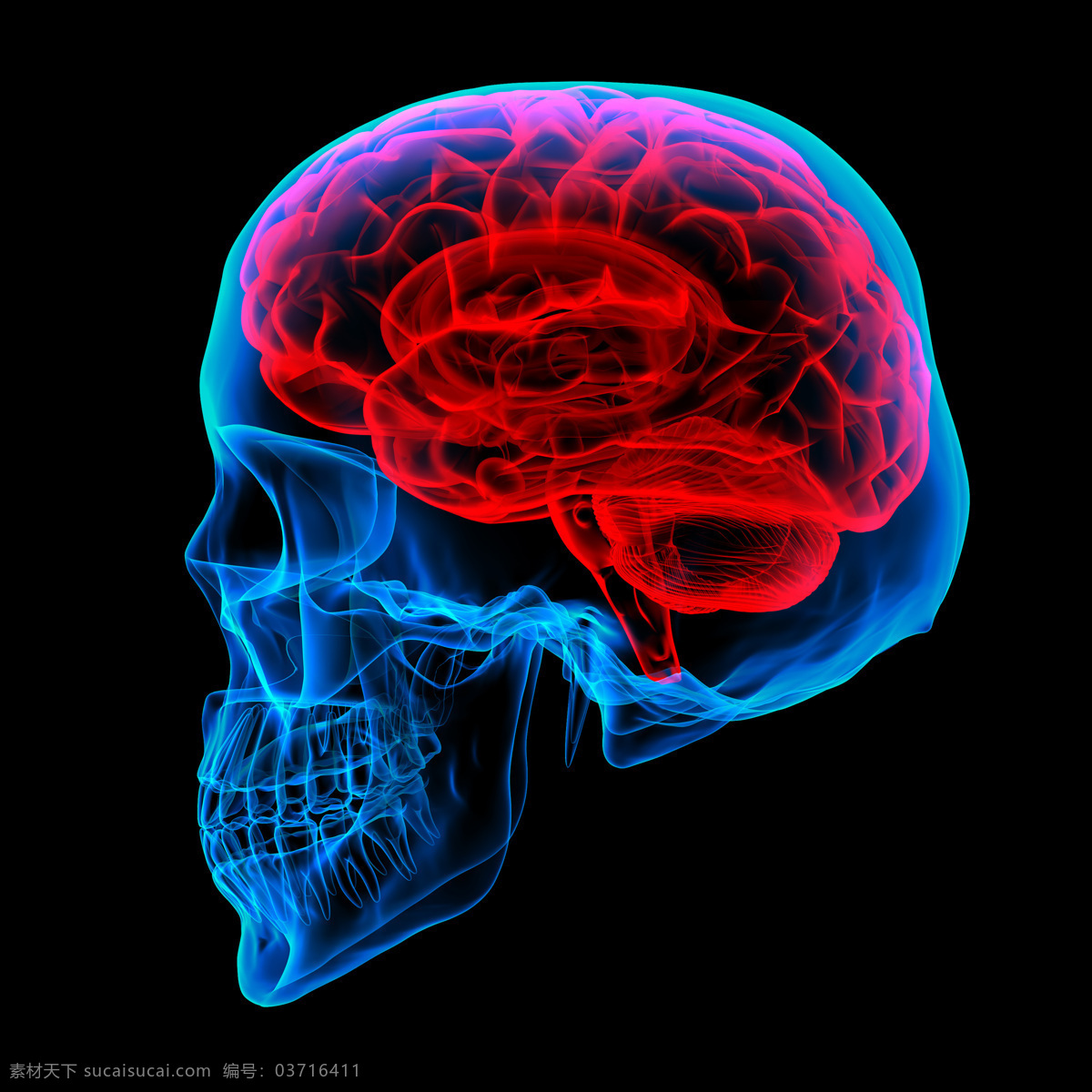 人体 大脑 透视图 人体大脑器官 人体器官 医疗护理 现代科技