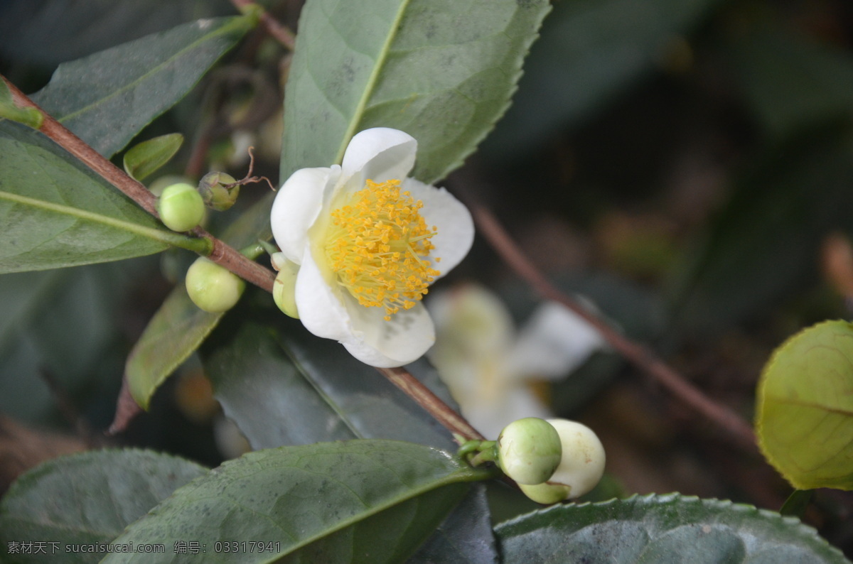 花卉 油茶花 茶子木花 单叶互生 花瓣5至7 白色 雄蕊多数 黄色 花卉系列 生物世界 花草