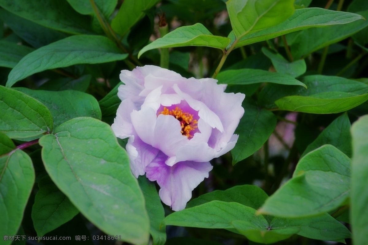 牡丹 春天 花草 花朵 绿叶 绿叶红花 生物世界 粉色牡丹花 植物 psd源文件