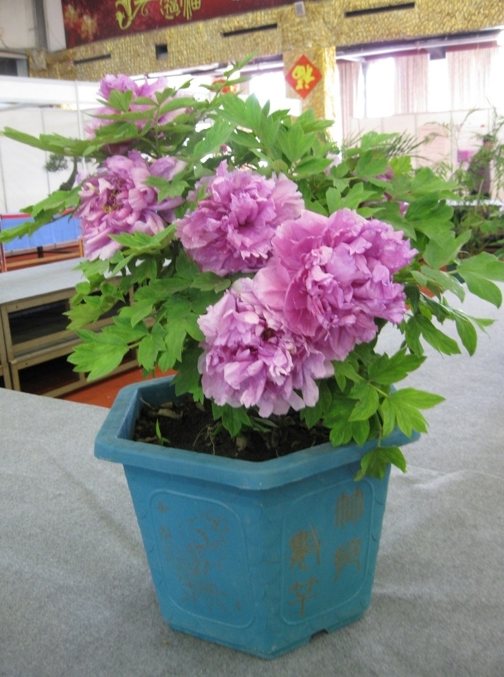牡丹花 花卉 展览 牡丹 盆栽 紫色 风景 中国风 建筑园林 室内摄影