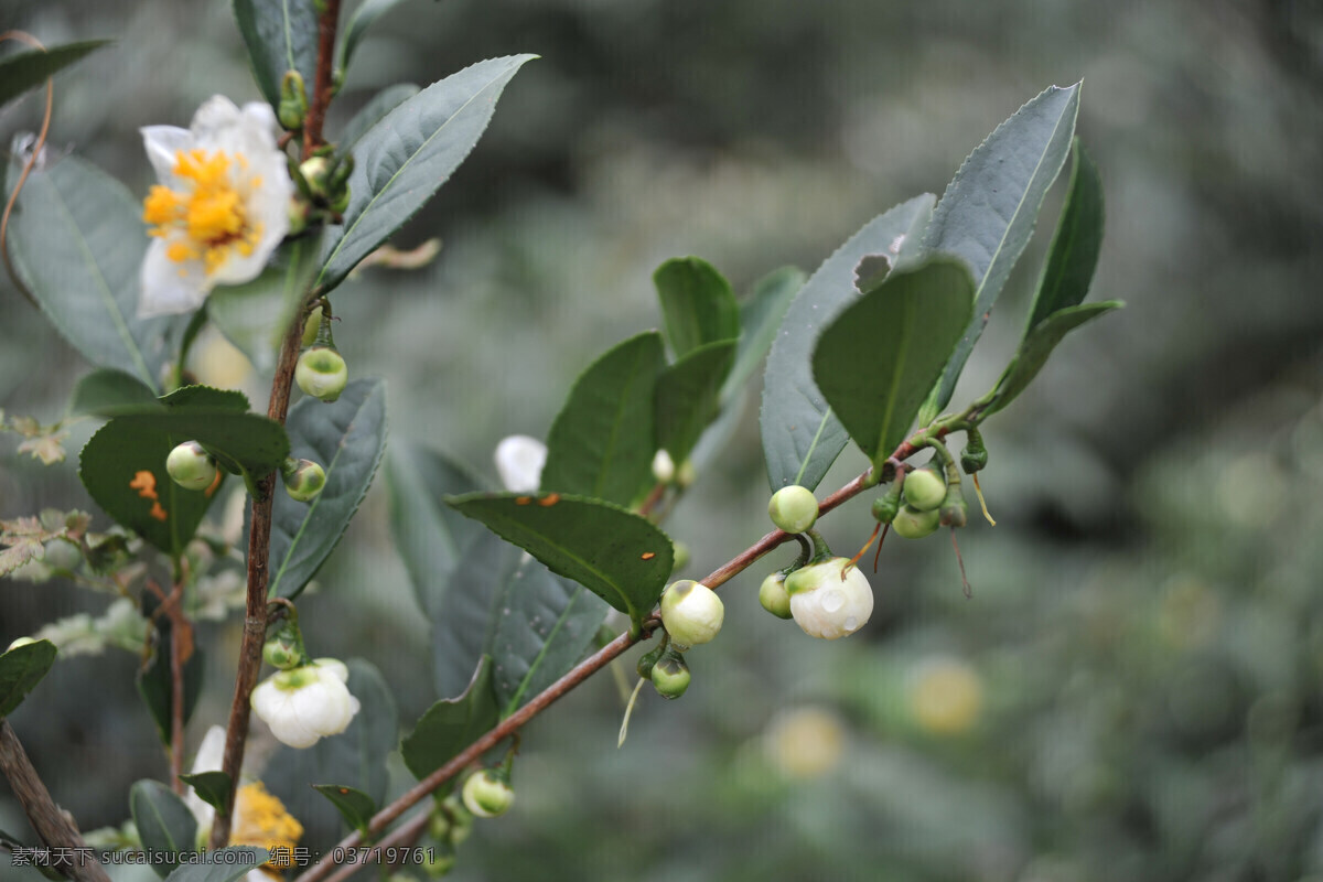 茶花 茶叶 嫩叶 枝 小白花 生物世界 花草