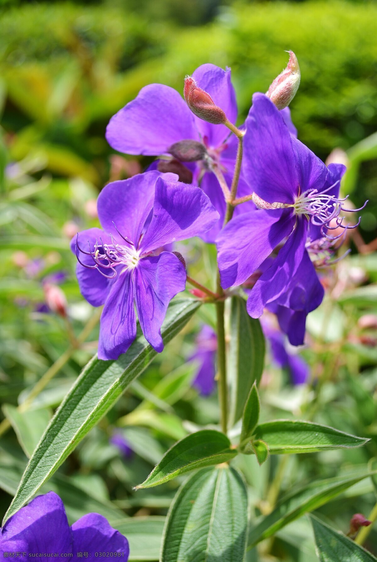 紫罗兰 兰花 鲜花 花卉 花语 花朵 花瓣 花草植物树木 生物世界 花草