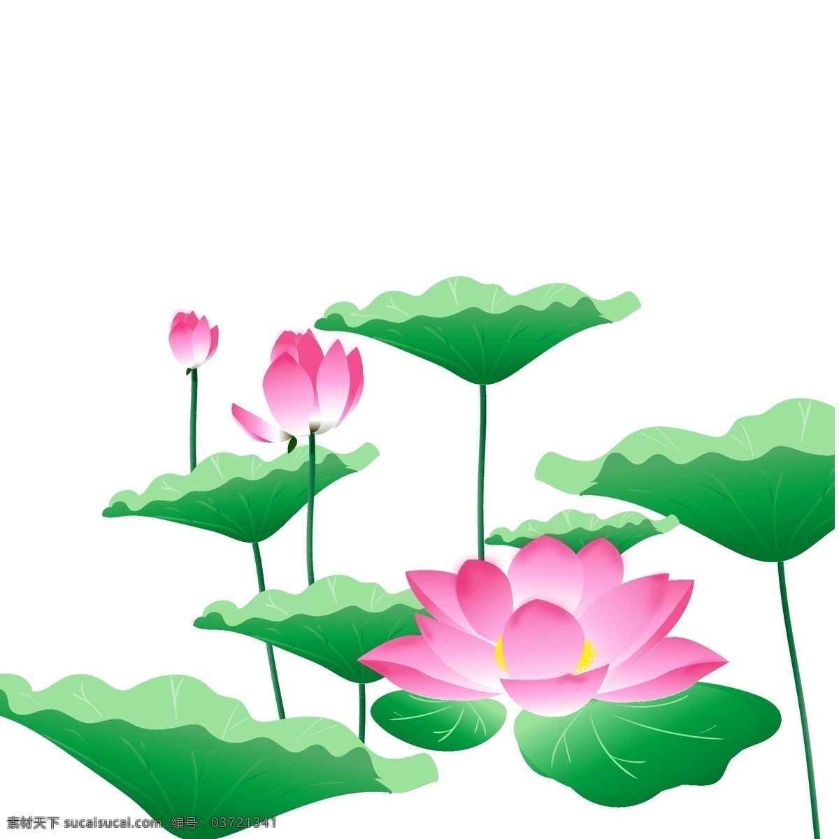 荷花素材 荷花 莲蓬 莲蓬素材 中国风素材