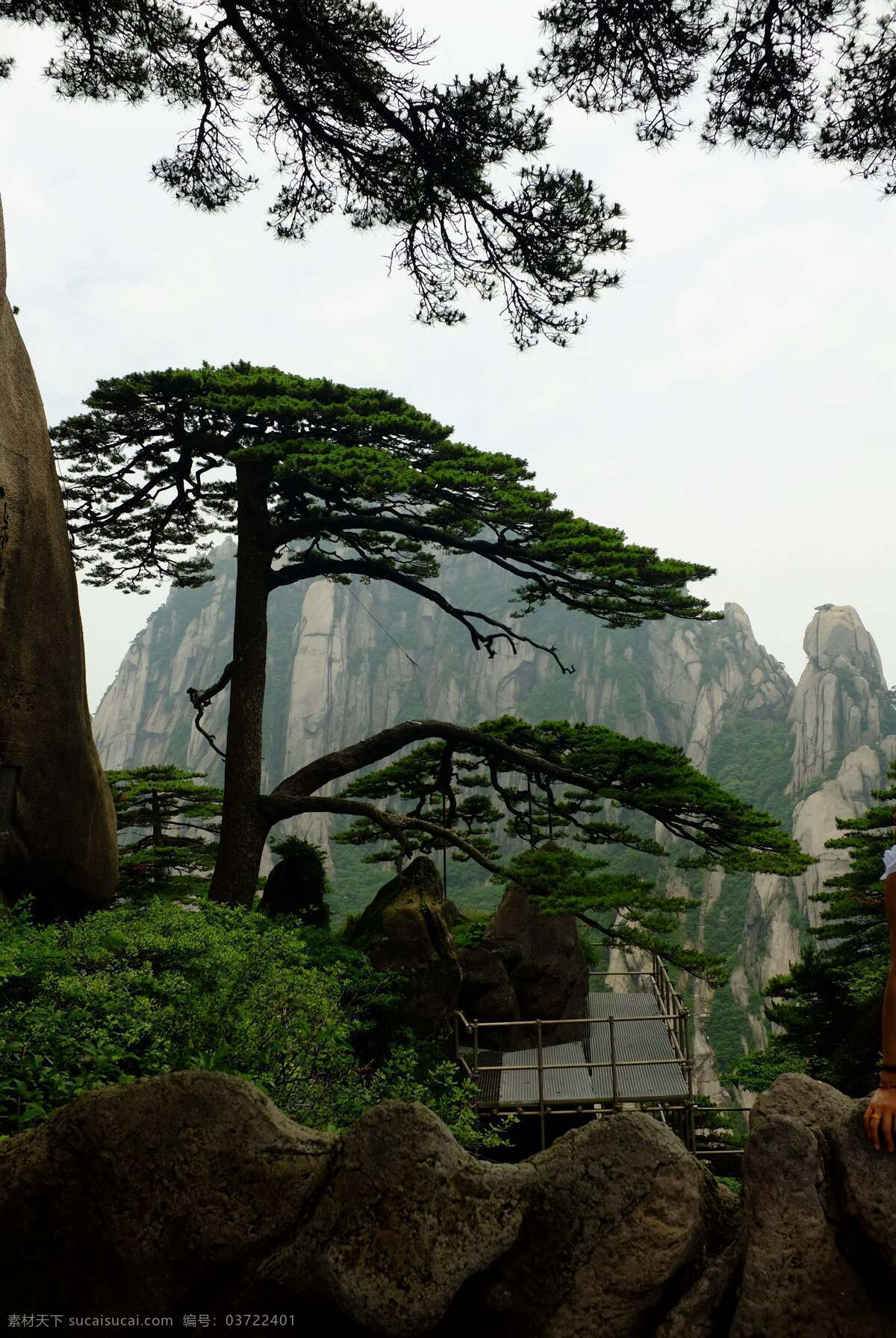 迎客松 松树 黄山 旅游 古松 中国 自然风光 松鹤延年 生物世界 树木树叶