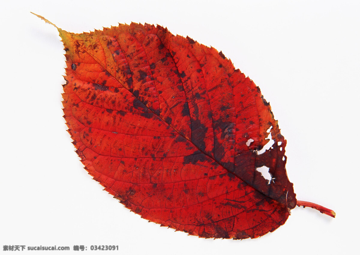秋天 叶子 红色 秋叶 残叶 风景 生活 旅游餐饮
