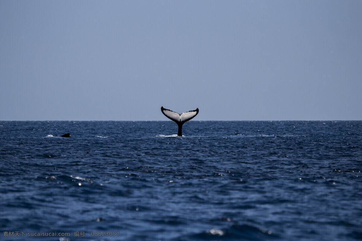 鲸鱼 蓝鲸 灰鲸 抹香鲸 虎鲸 海洋动物 跳跃 海洋 遨游 野生动物 海洋生物 动物表演 大海 动物 动物世界 动物素材 各类素材