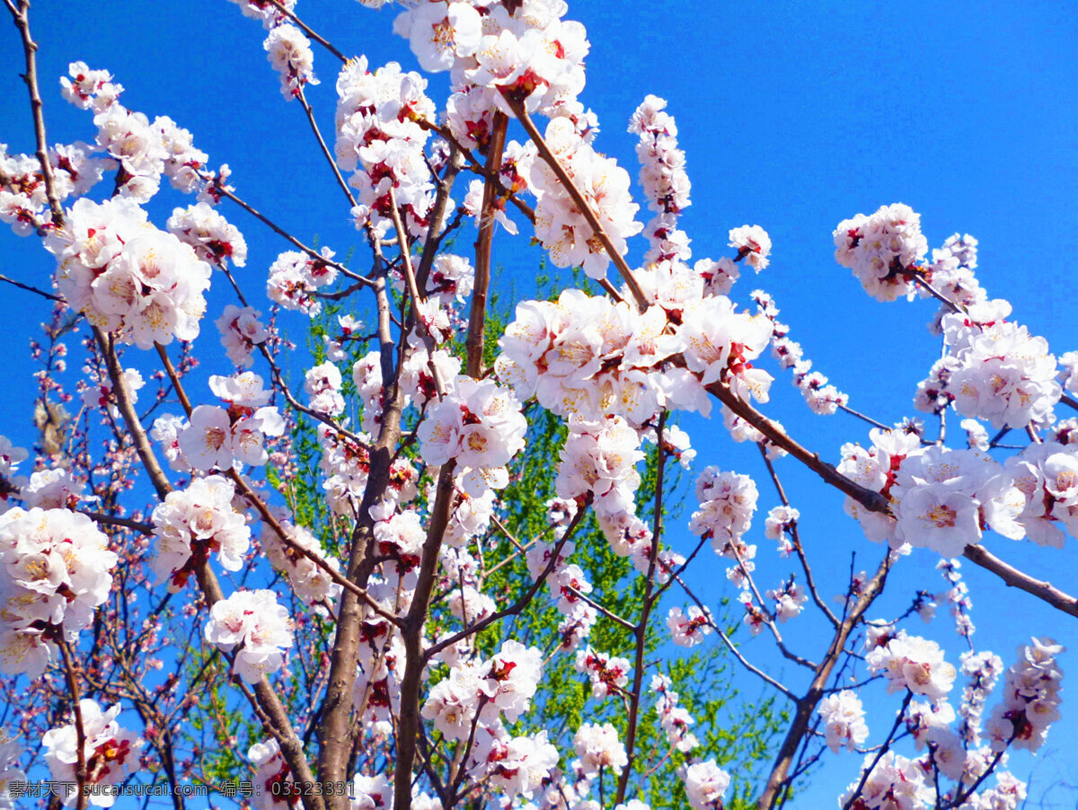 白色 春天 花草 花卉 生态 生物 生物世界 杏花 植物 鲜花 绽放 艳丽 花卉植物 psd源文件