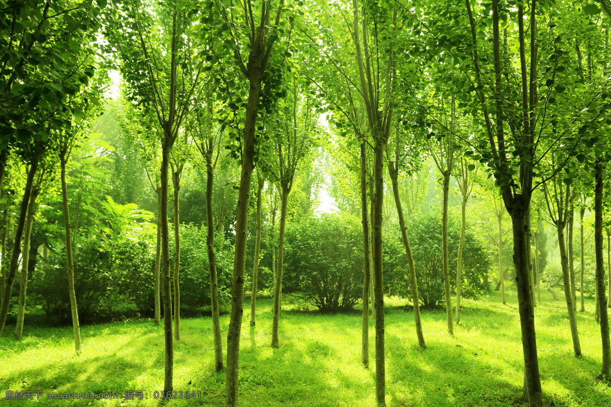 树林 绿色 大自然 天然 背景 丛林 树木树叶 生物世界