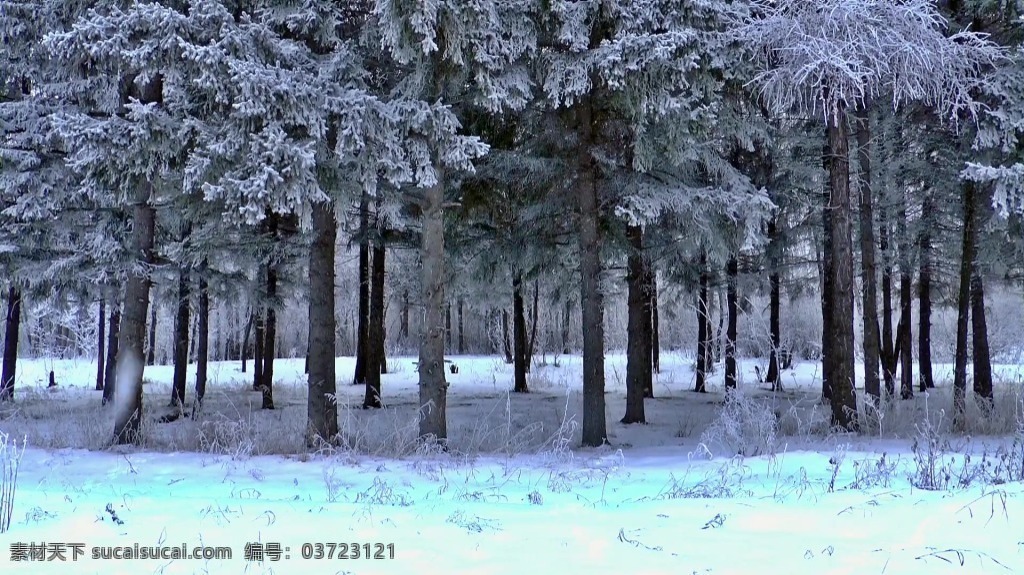 视频背景 合成视频 视频 实拍视频 合成视频背景 视频素材 视频模版 雪景 树木 雪景树木