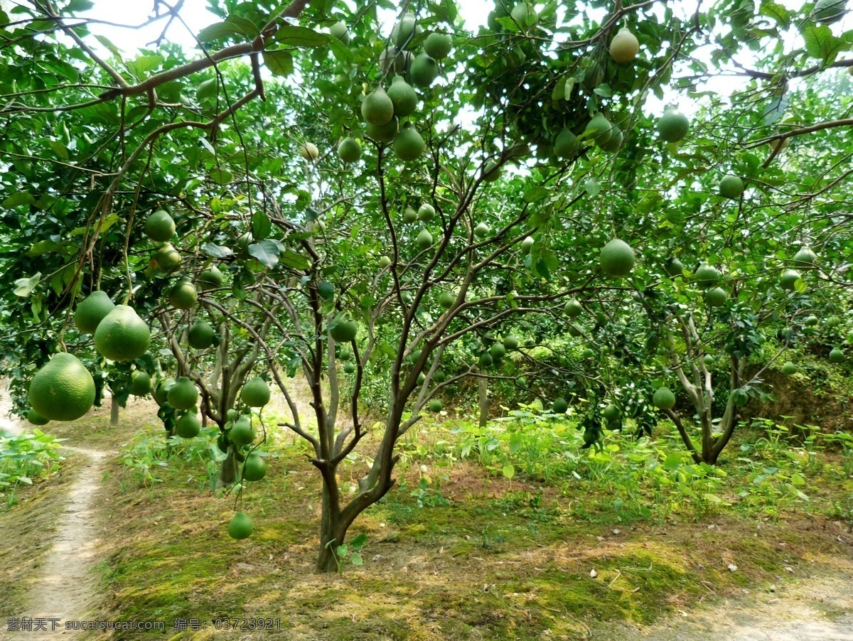 柚子树 柚子 果园 风景 农家果园 树木树叶 生物世界