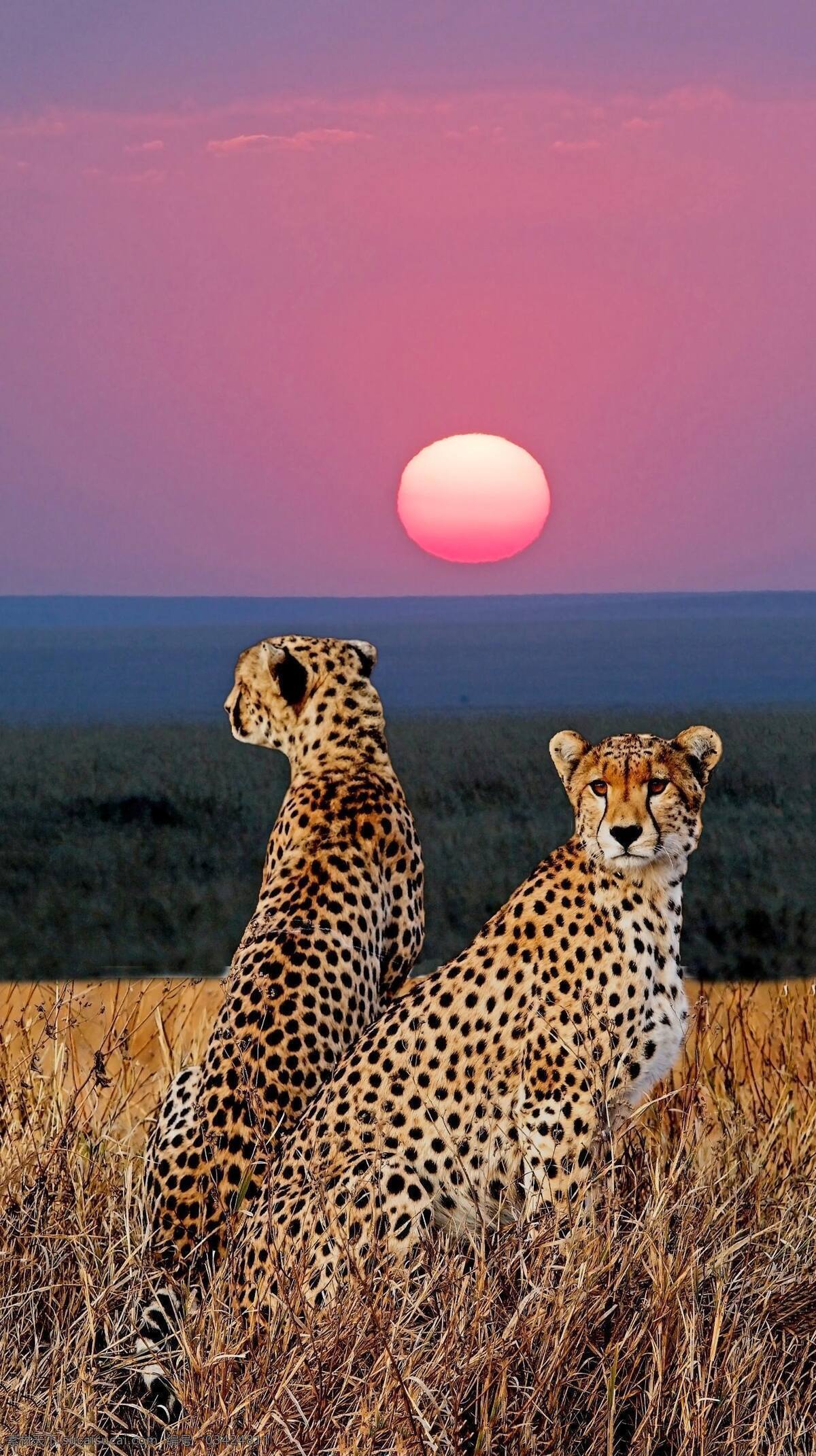 猎豹 动物 可爱 生物 地球 呆萌 日出 日落 夕阳 太阳 大海