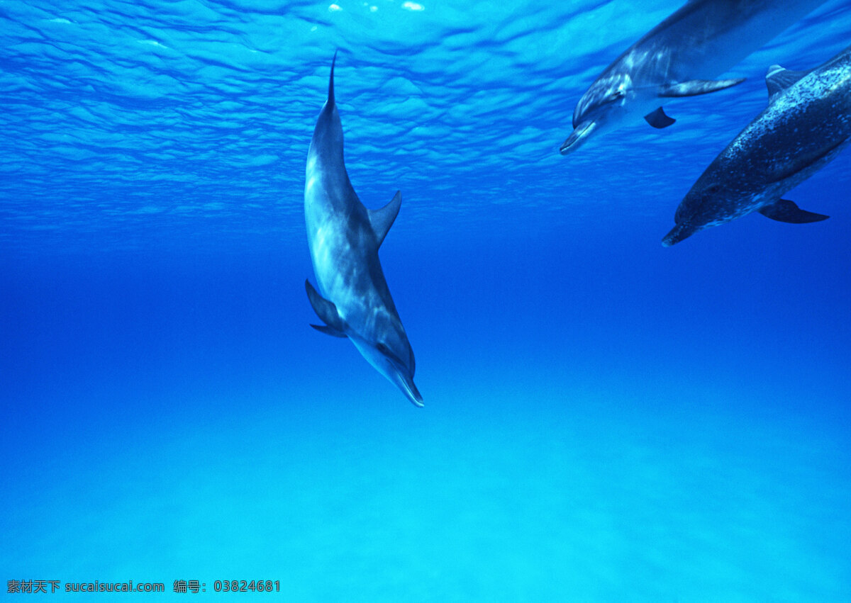 水中 海豚 动物世界 生物世界 海底生物 大海 水中生物