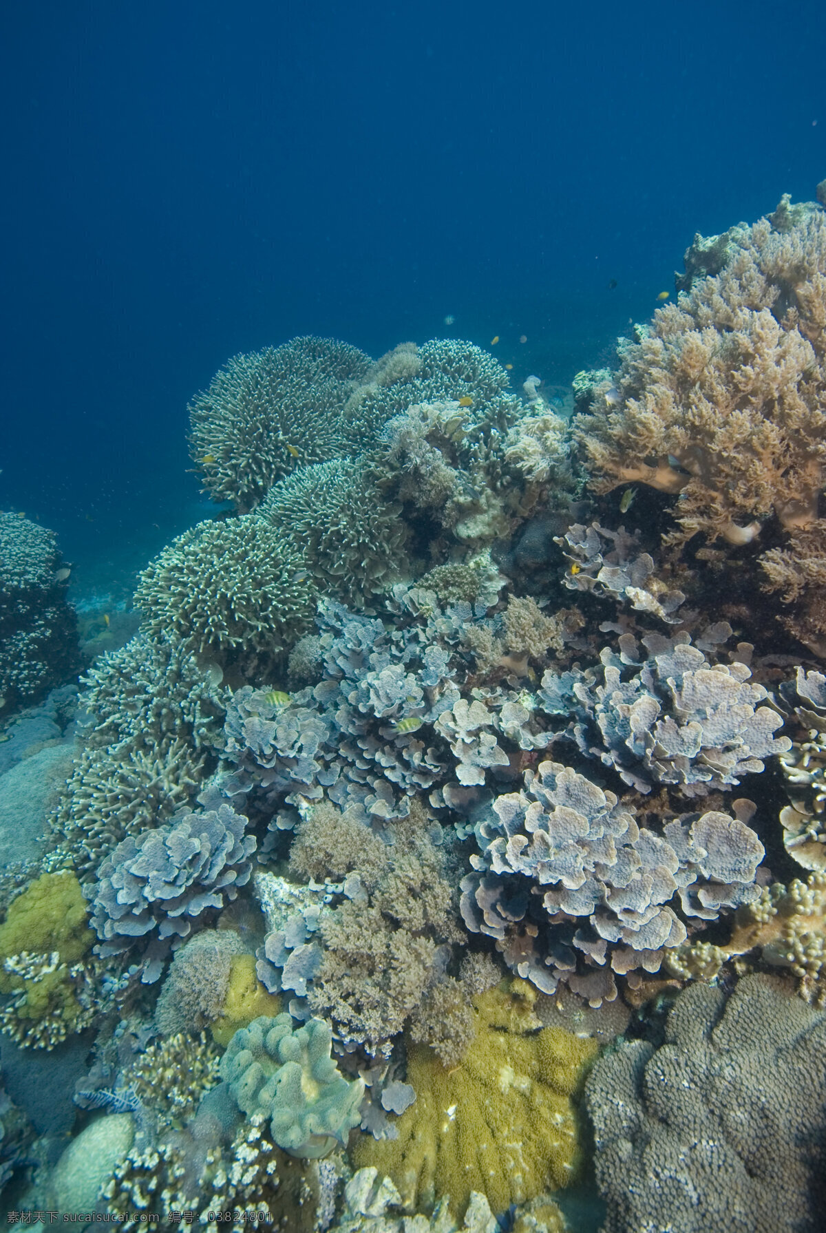 形态各异 珊瑚 海底摄影 海底世界 海底 海洋 大海 海中生物 自然界 珊瑚礁 海洋海边 自然景观 黑色