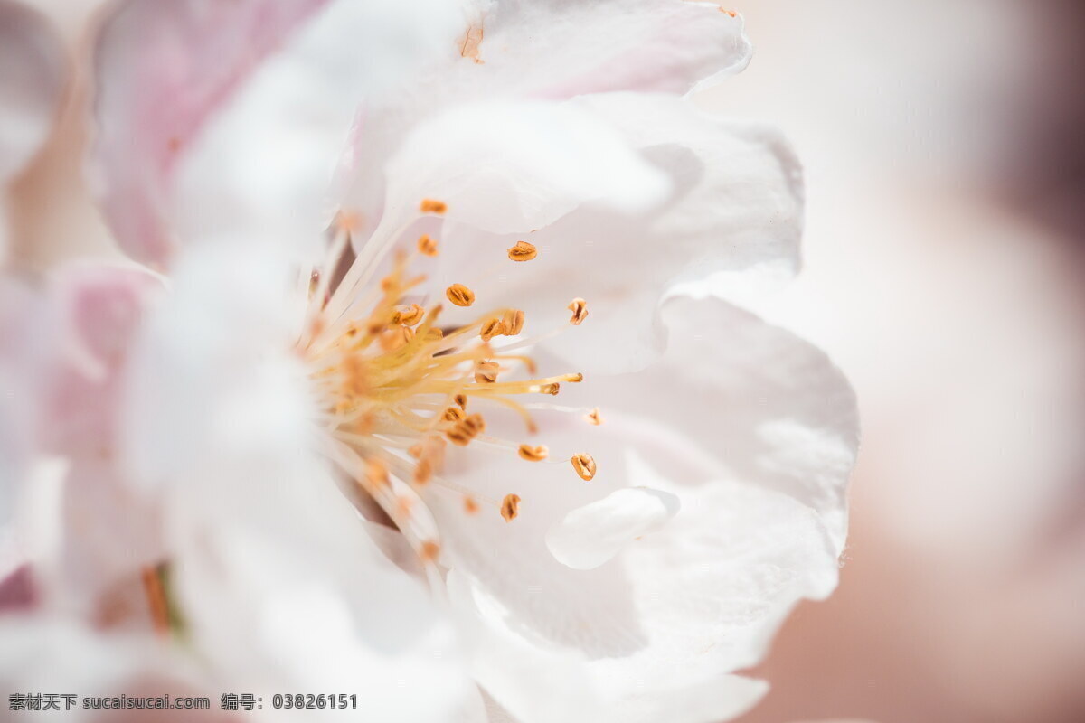 唯美 粉色 花朵 美丽花朵 蔷薇花 美丽 白色花朵