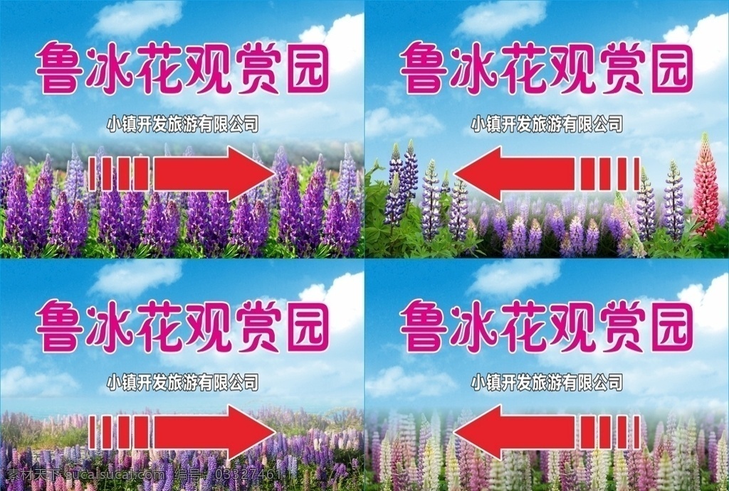 鲁冰花 蓝天白云 花丛 花朵 紫色 羽扇豆