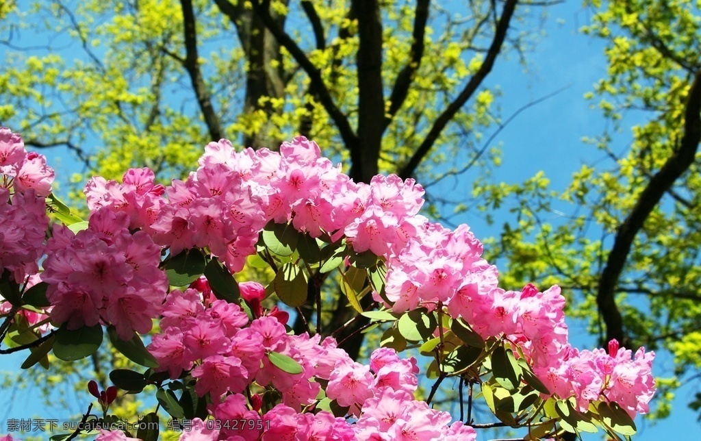杜鹃花 杜鹃 rhododendron simsii planch 山踯躅 山石榴 映山红 照山红 唐杜鹃 花瓣 花卉