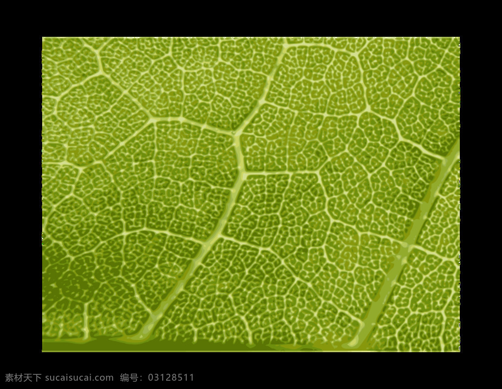 枫叶 关闭 纹理 枫 树 叶 植物 自然 在户外 插画集