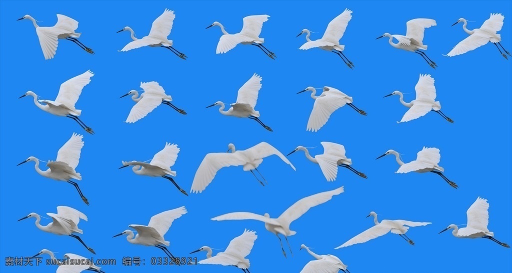 仙鹤白鹤 飞鹤素材 中国风元素 白鹤 飞翔 飞行 飞鸟 白鹭 白鸟 鹤 各类素材