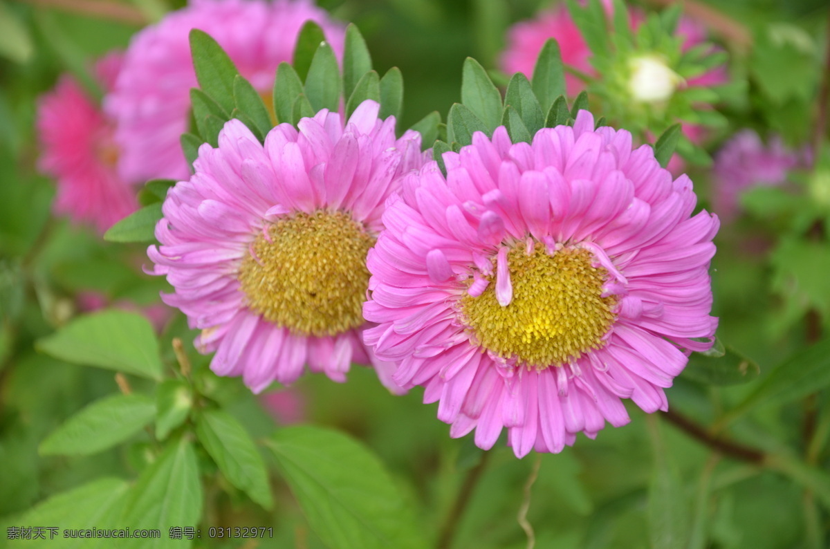 多层 花草 花卉 生物世界 紫红色 翠菊 江西腊 七月菊 蓝菊 头状花序 单生 枝顶 总苞片 苞片 叶状 舌状花 花卉系列