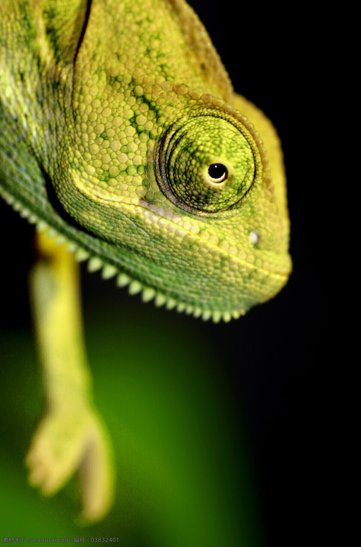 蜥蜴 头部 特写 动物 生物 野生动物 陆地动物 生物世界