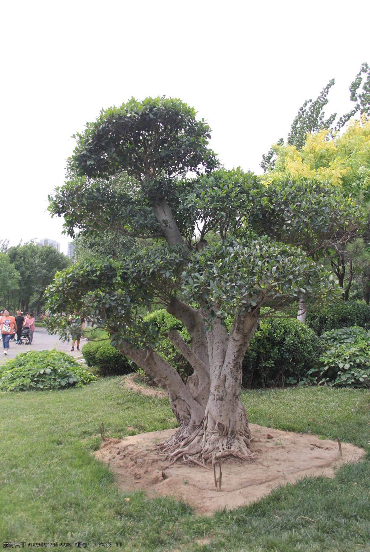 榕树 大树 树木 树 草坪 小榕树 植物 公园 绿地 植物王国 旅游摄影 国内旅游