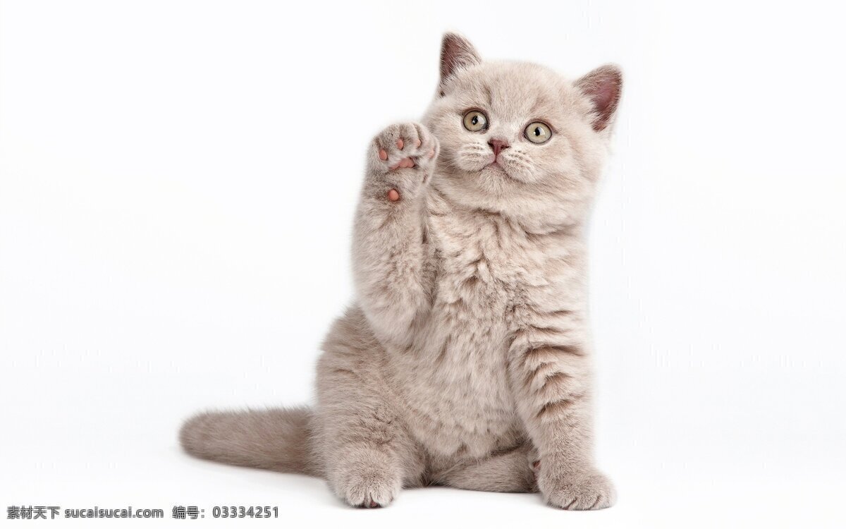 萌态猫咪 高清图 猫咪 小猫 萌态 挥手 举爪 生物世界 家禽家畜