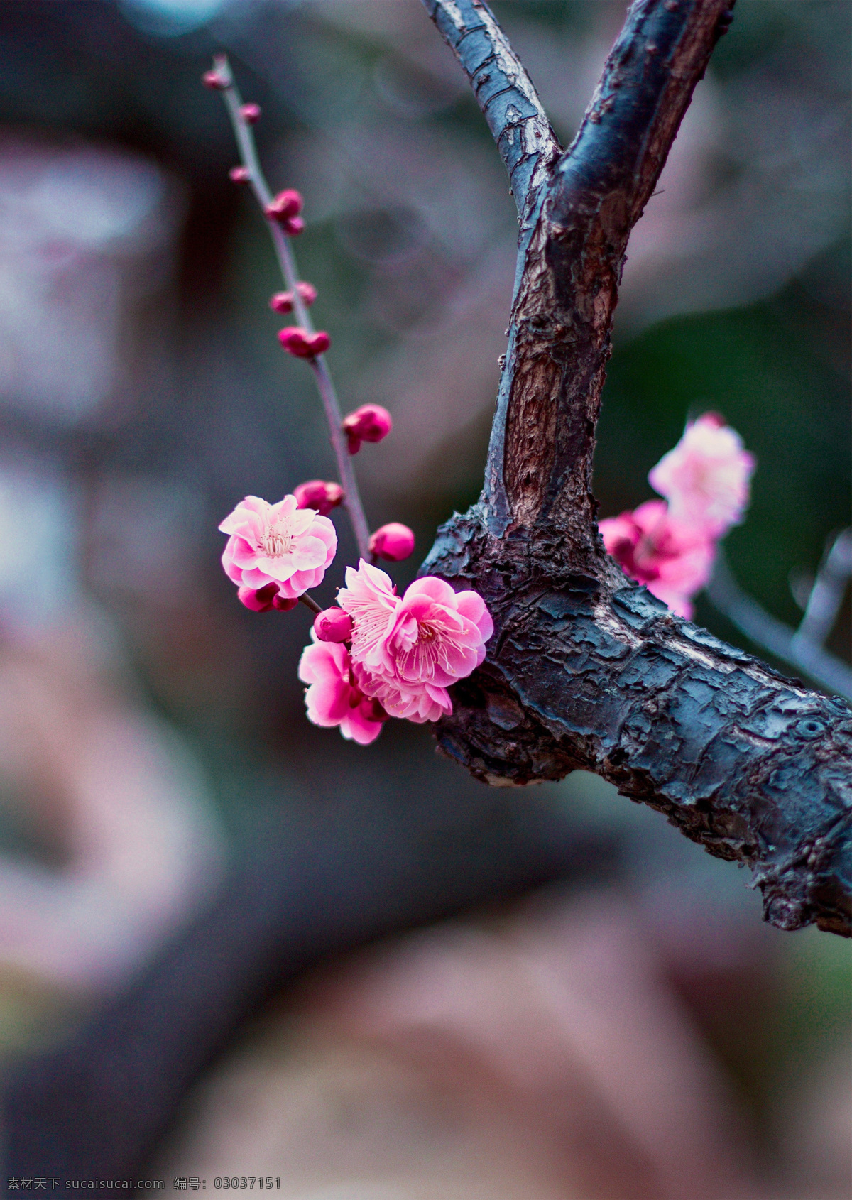 绿色植物 植物 花朵 花枝 特写 花瓣 树枝 粉色花朵 壁纸 花苞 花骨朵 花蕾