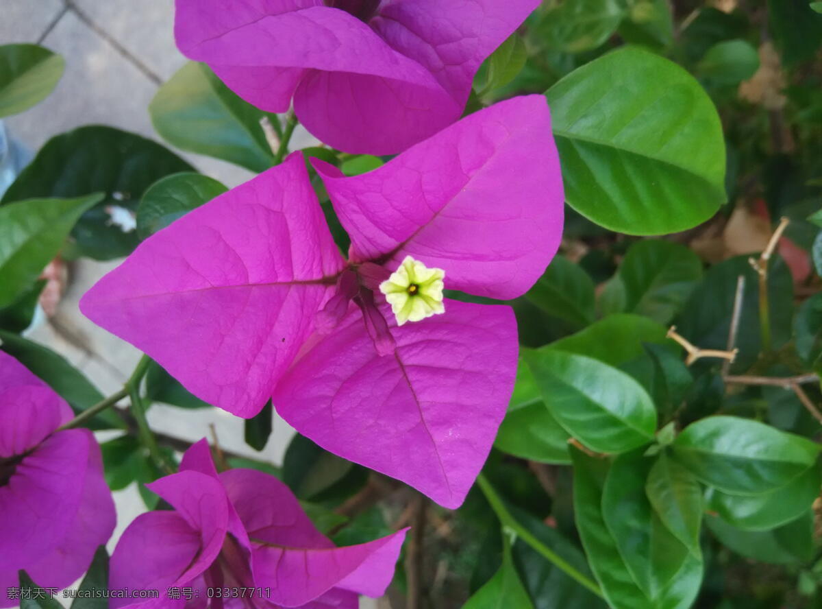 三角梅 玫红 自然 风景 生物世界 花草