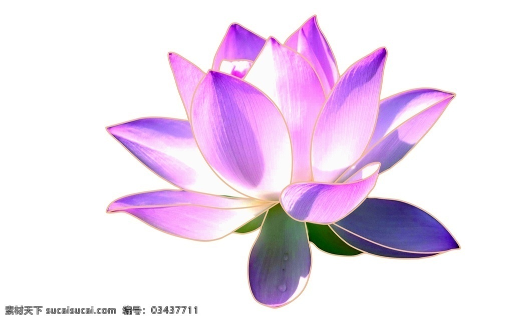 金边荷花图片 荷花 金边荷花 花朵 婚庆素材 花卉 花艺 婚庆模板