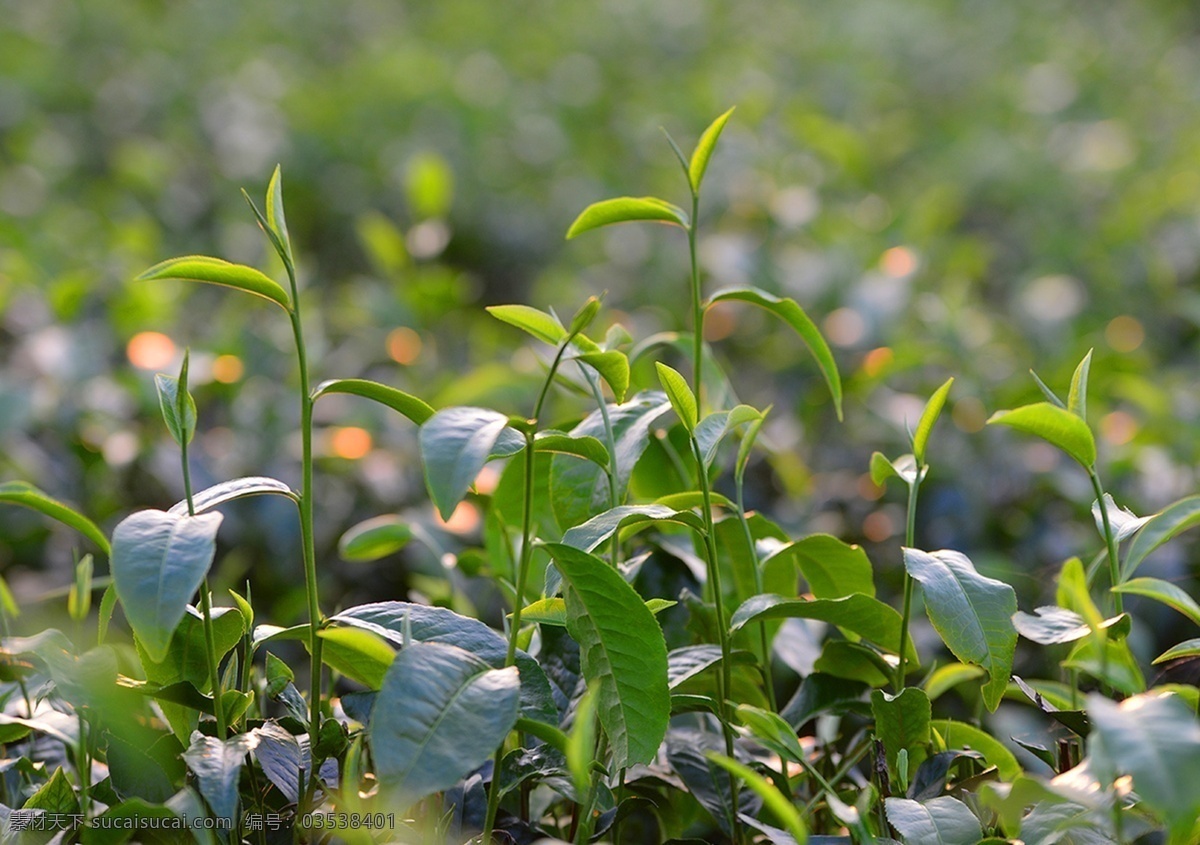 茶芽 茶 茶叶 嫩芽 茶树 茶苗 茶园 秋茶 采茶 茶文化 鲜茶 青叶 茶田 摄影图片 生物世界 树木树叶