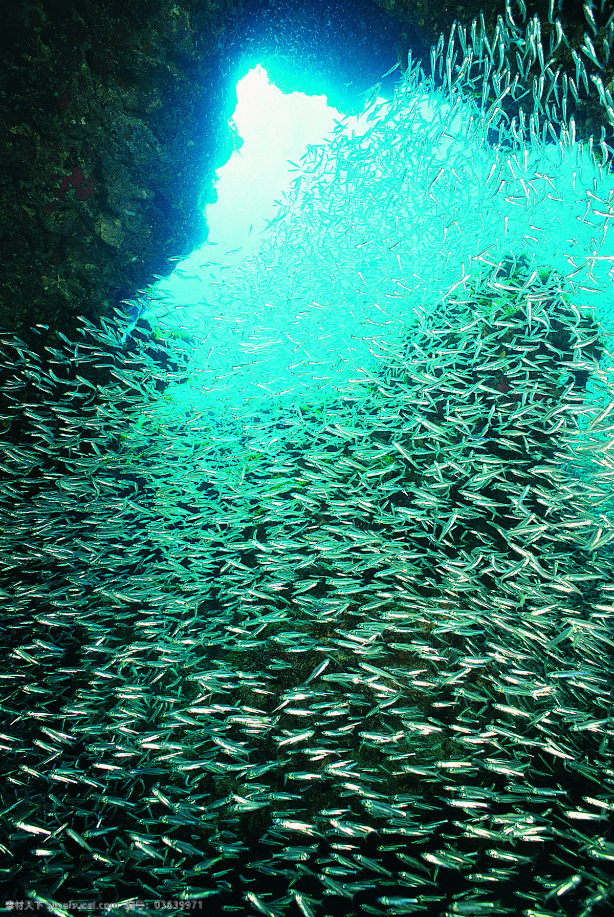 海底世界 海底 海底素材 海底生物 海洋生物 鱼 海底世界图片 漂亮 世界 珊瑚 鱼群 海洋 生物世界