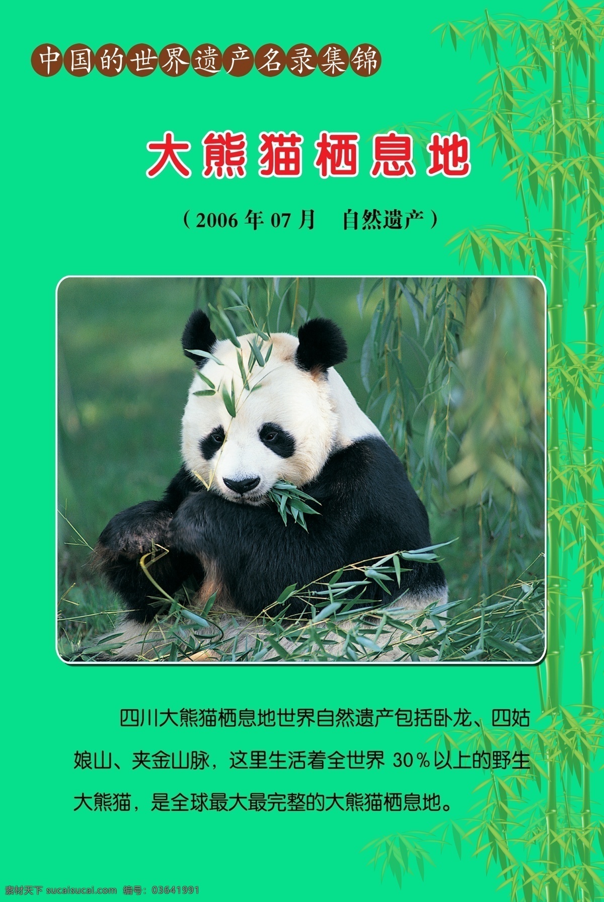 大熊猫栖息地 学校文化展板 大熊猫 校园文化 文化遗产 竹子 画册设计