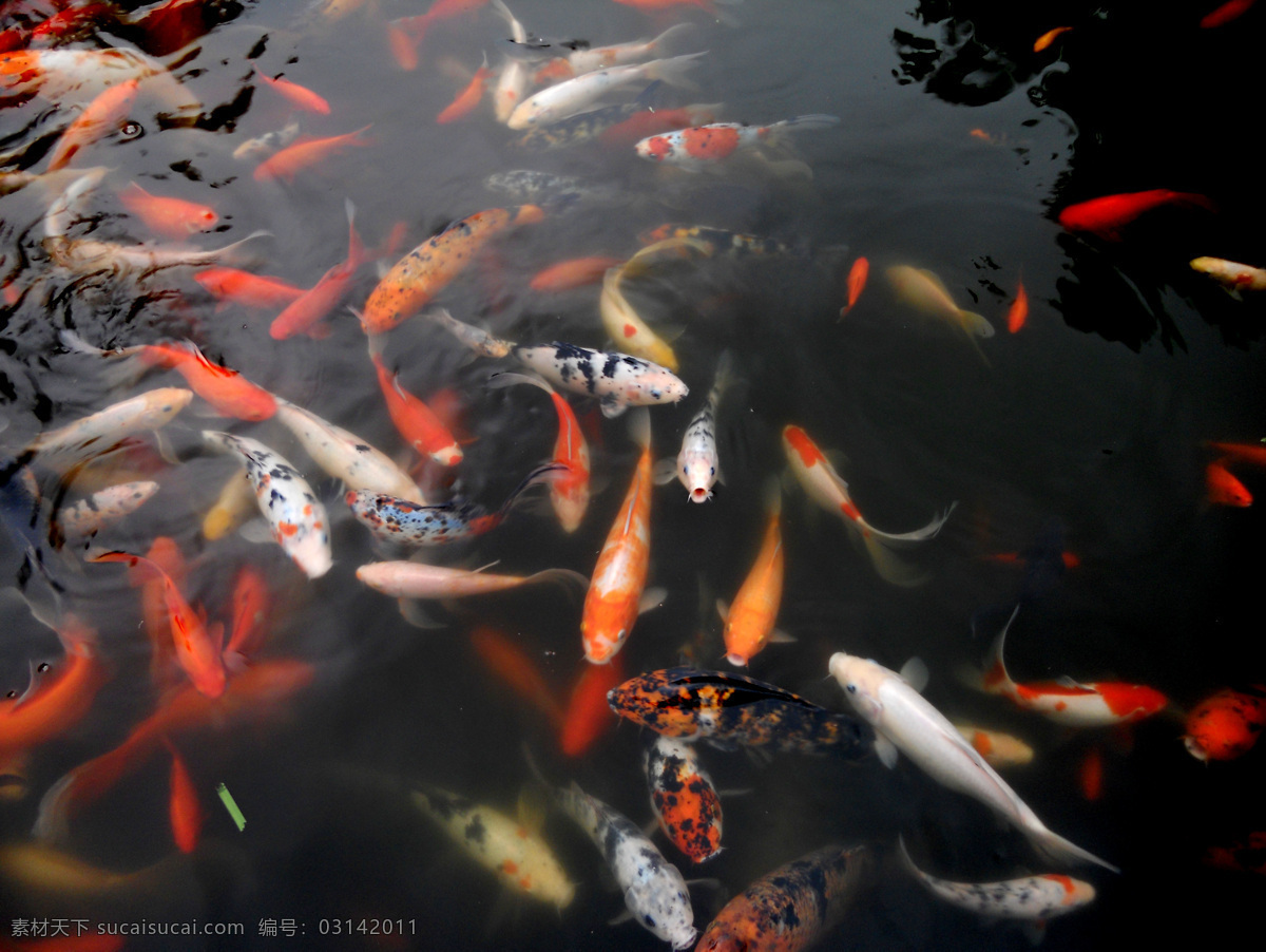锦鲤 白色 红色 鲤鱼 生物世界 鱼 鱼类