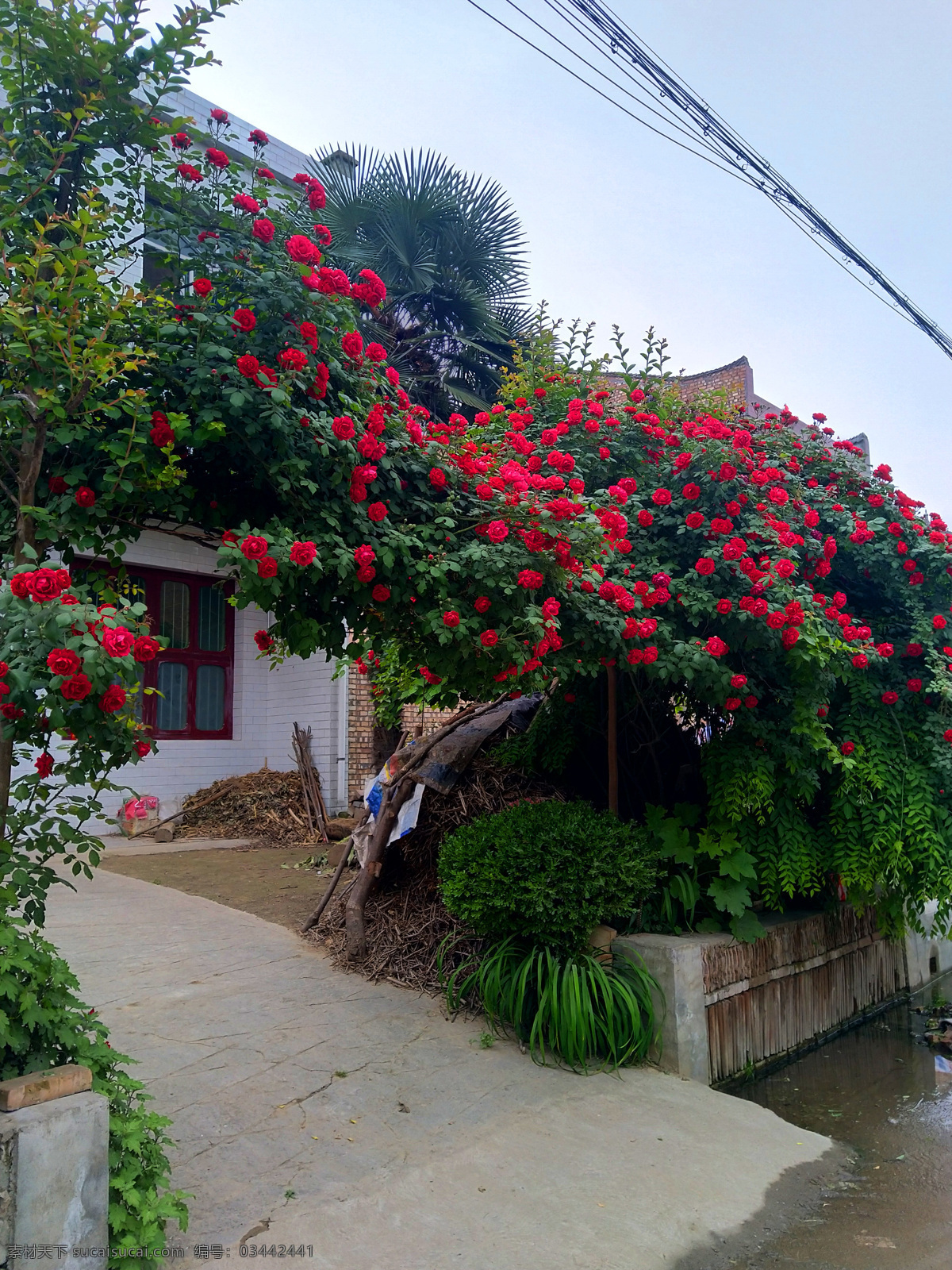 门前 红色 花海 花朵 盛开 红花 红艳艳 房屋 乡村 自然生物 生物世界 花草