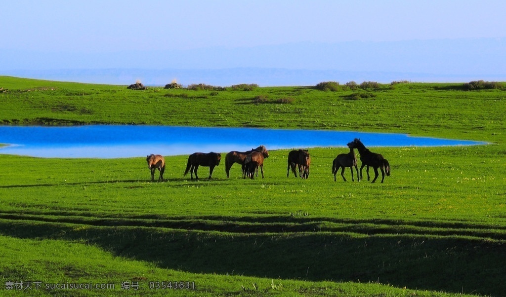 托尔加辽牧场 新疆 裕民 自然 风光 托尔加辽 牧场 草原 马群 自然风光 自然风景 自然景观