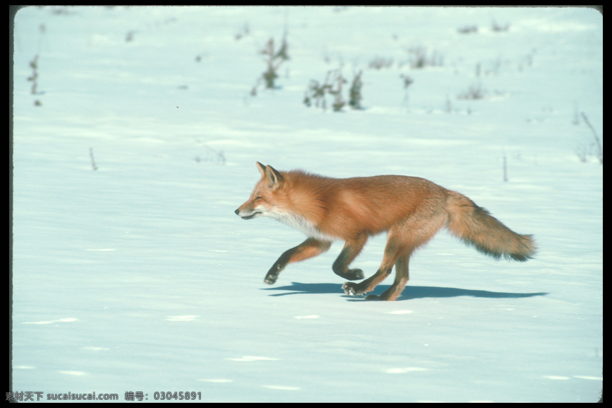 雪地 上 奔跑 狐狸 狐狸摄影 野生动物 动物摄影 动物世界 陆地动物 生物世界