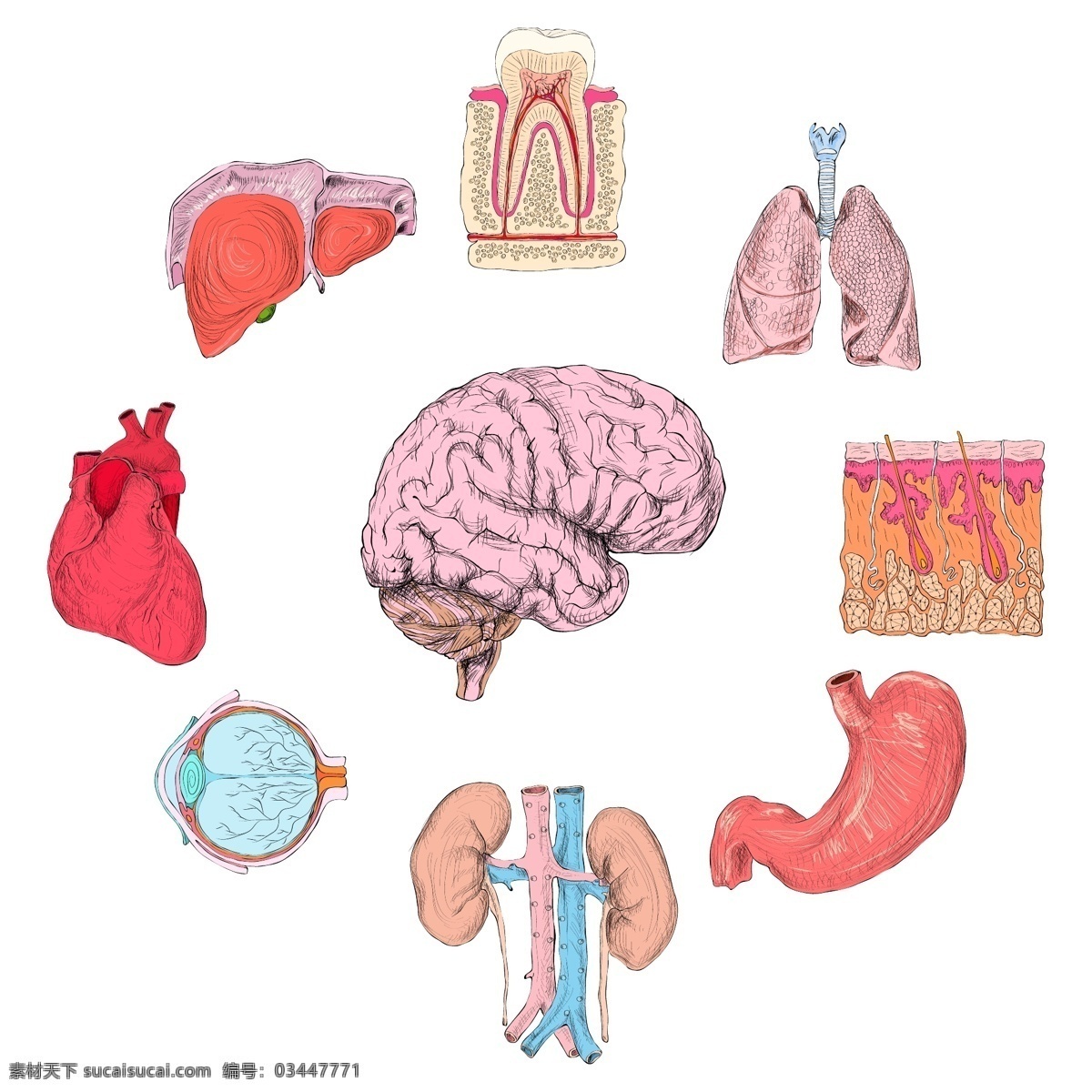 人体器官组 心脏 脑 科学 颜色 人 医学 牙齿 人体 生物 解剖学 肾 肺 集 肝 器官 肠 眼球
