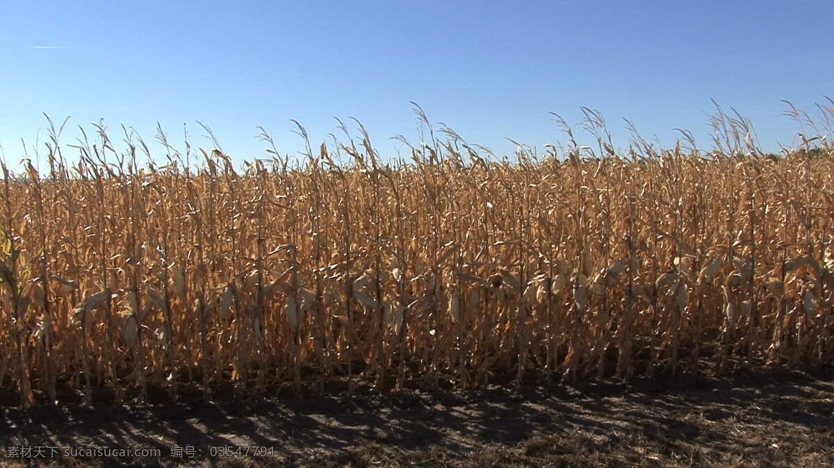 内布拉斯加州 玉米 田 股票 视频 美国 农场 农业 玉米秸秆 玉米秸秆领域 作物 其他视频
