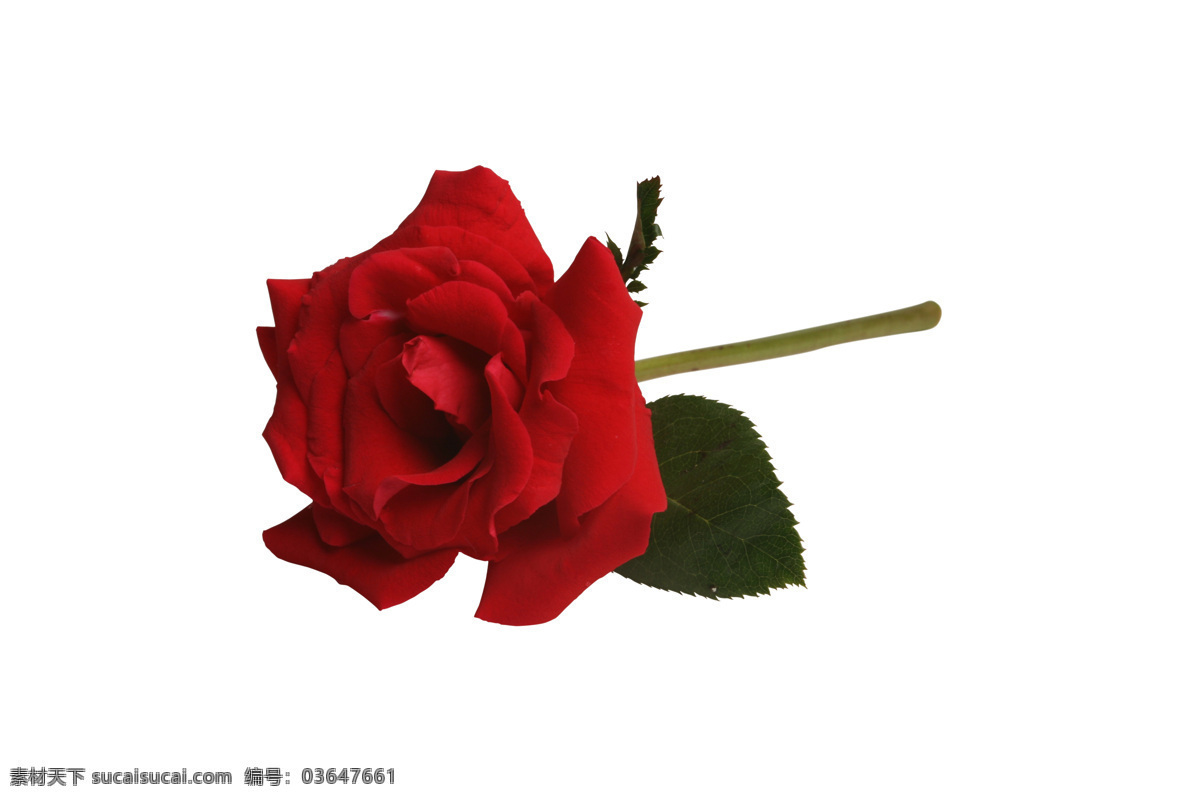 枝 红玫瑰 爱情 花草 玫瑰 美丽 情人 情人节 生物世界 一枝红玫瑰 幸福 节日素材 情人节七夕