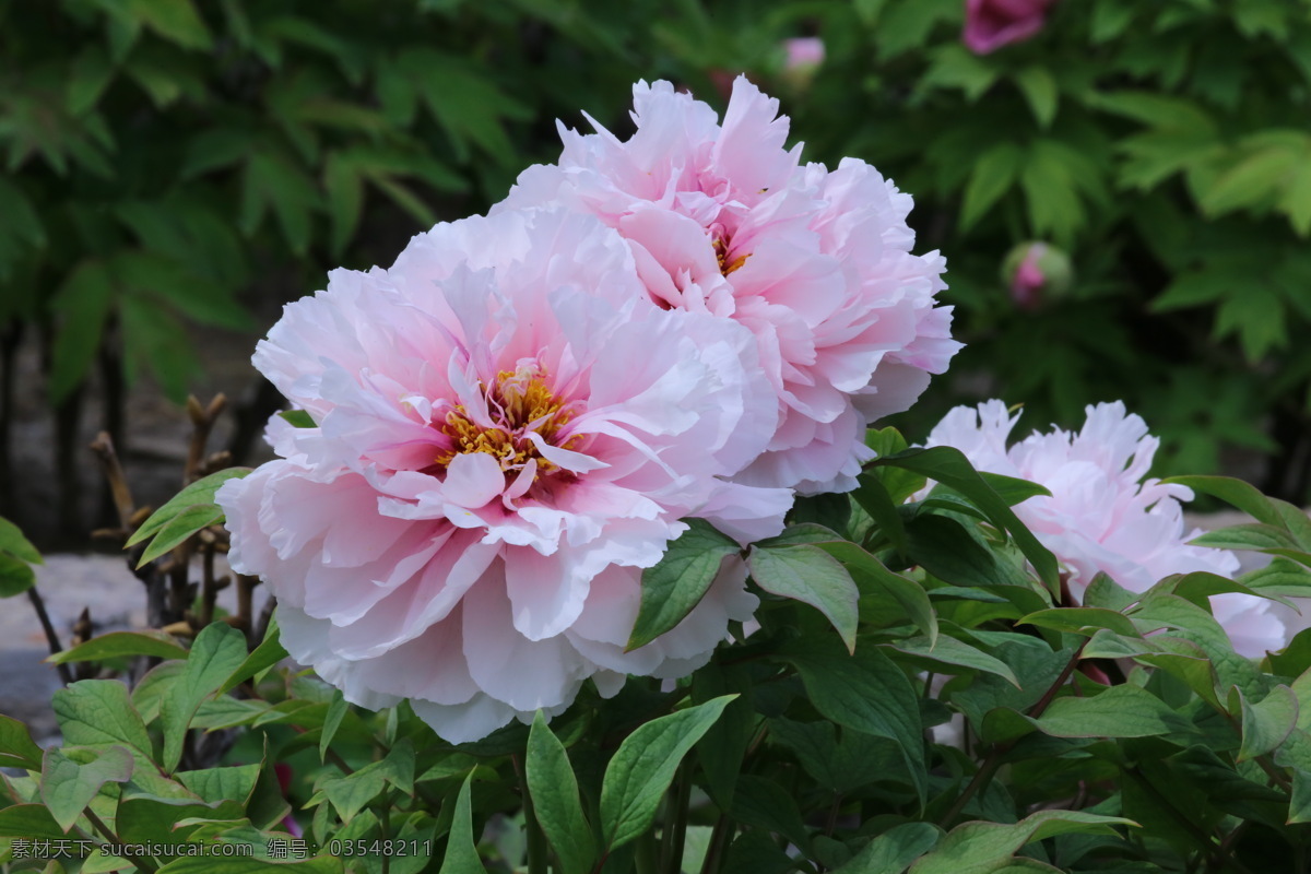 牡丹花 牡丹 观赏花卉 鼠姑 木芍药 百雨金 洛阳花 花朵 花瓣 花蕊 花卉 花儿 花草 植物 园林绿化 绿化景观 芍药牡丹 生物世界