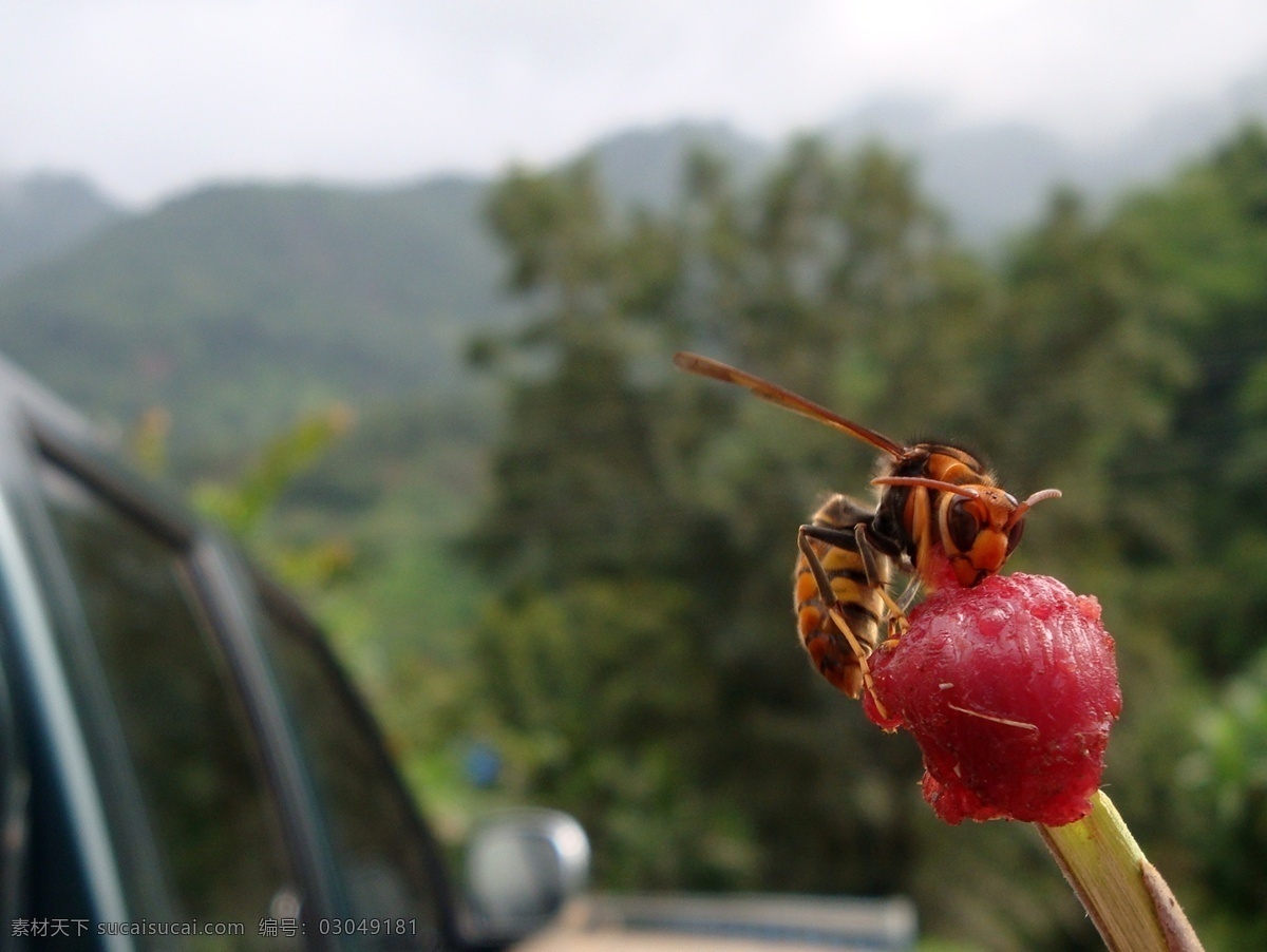 马蜂 蜂巢 蜂蜜 昆虫 旅游 蜜蜂 生物世界 微距 昆虫素材 野外 蜂类 马蜂窝