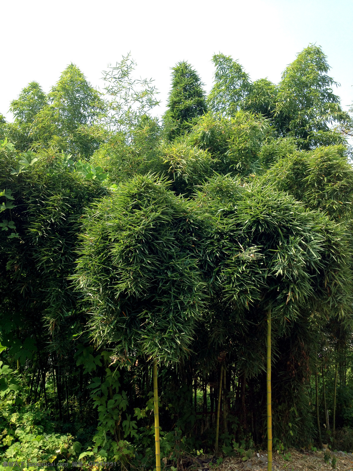 竹林 竹子 茂密竹林 树林 竹叶 风景 生物世界 树木树叶