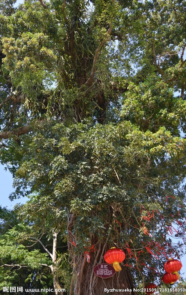 重阳树 灯笼 许愿树 大树 数木树叶 生物世界 树木树叶