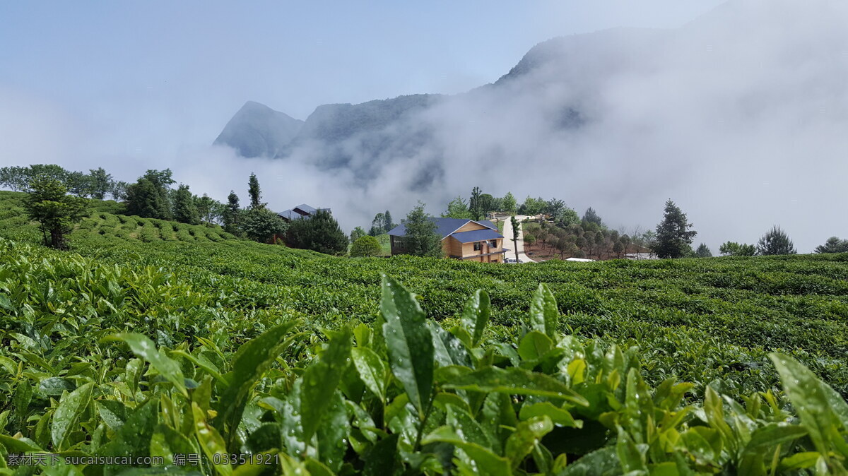 茶园 陕西 陕南 富硒茶 有机茶园 自然景观 田园风光