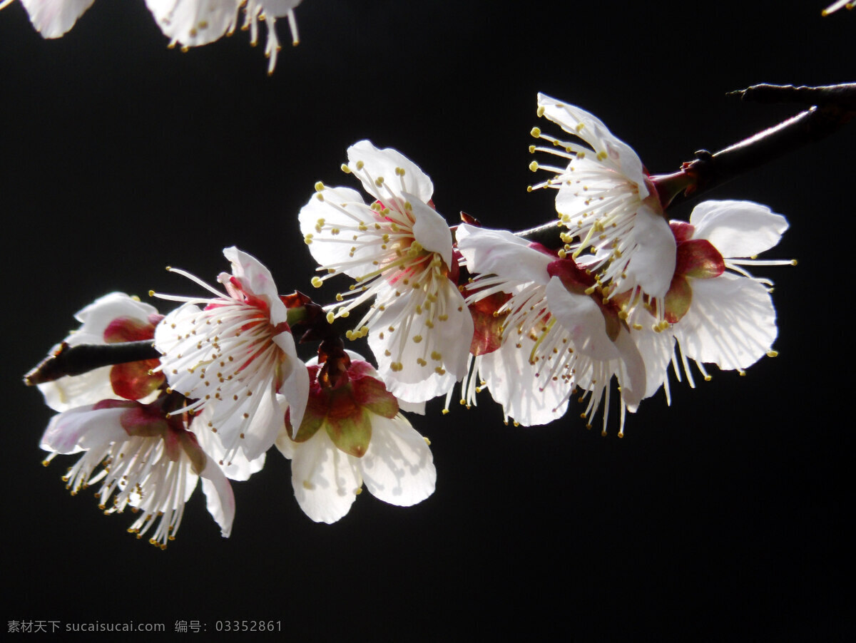 梅花 腊梅 暗香 摄影图片 生物世界 花草