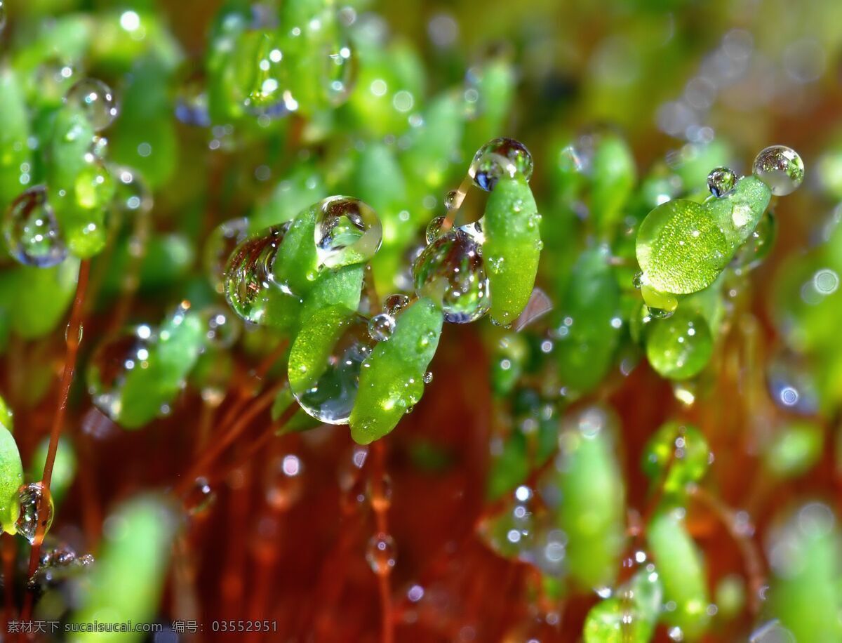 草 春天 干净 花草 晶莹剔透 露水 露珠 绿叶 上 水珠 绿叶上的水珠 水珠特写 晨露 绿叶特写 绿叶背景 绿叶底纹 水珠图片 漂亮水珠 水滴 水珠和绿叶 自然环保 干净的水 清澈 雨后 雨水 小草 树叶 微距拍摄 水 水花 水珠水花水滴 自然风景 自然景观 psd源文件