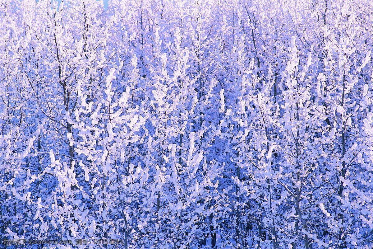 冬天 雪景 大雪 冬天雪景 风景 生活 旅游餐饮