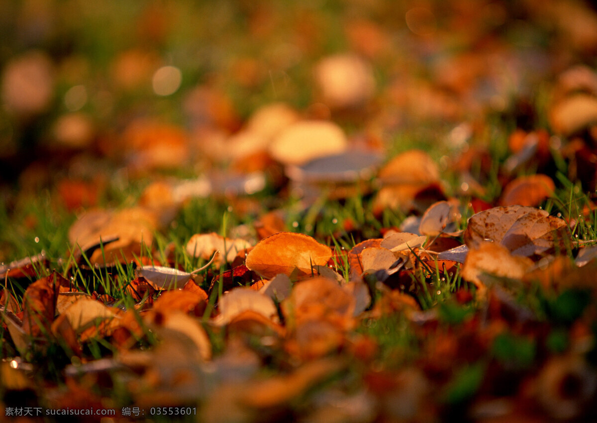秋天的落叶 落叶 叶子 季节 秋天 植物 风光 草地 小草 凉爽 自然 唯美 自然景观 自然风景 摄影图库