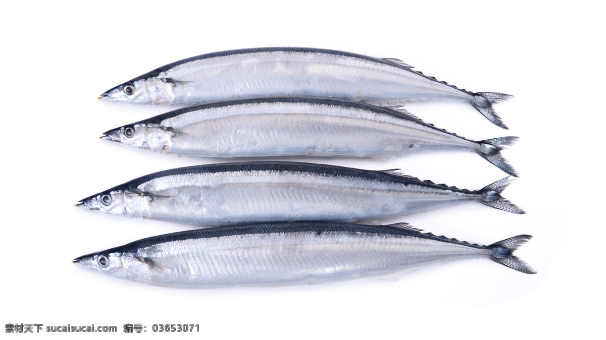 新鲜的秋刀鱼 新鲜 秋刀鱼 海鲜 鱼 美食图片 生物世界 鱼类