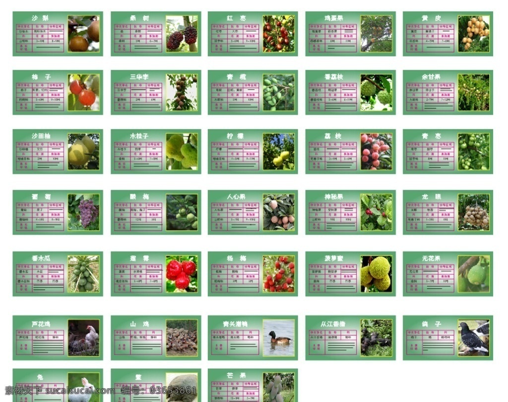 动植物介绍 kt板 兔子 乌龟 展板 展架海报 生物世界